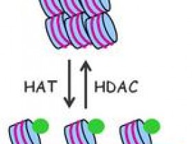 HDAC试剂盒—HDAC活性分析与药物筛选方案