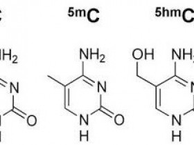 甲基化DNA与羟甲基化DNA分析—5-mC与5-hmC定量试剂盒