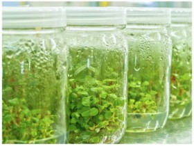 PPM抗菌剂—广谱型植物组培抗微生物剂Plant Preservative Mixture (PPM)