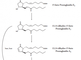 前列腺素E2（PGE2）ELISA试剂盒—最受欢迎的PGE2定量分析试剂盒