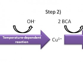 BCA蛋白定量方案—最便宜的BCA蛋白定量分析试剂盒