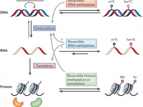 RNA甲基化（m6A）研究—最前沿表观遗传研究热点