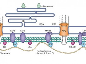核内参Lamin B1-wb实验的好选择核纤层蛋白B1