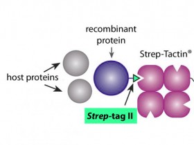 Strep Tag II抗体:新型Strep II标签让蛋白纯化更高