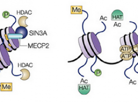 高选择性组蛋白去乙酰化酶HDAC3抑制剂，用了都说好