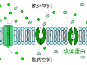 半抗原载体蛋白常见种类介绍