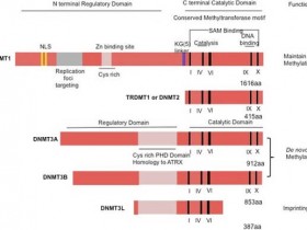 【DNMT第二波】DNA甲基转移酶（DNMTs）定量试剂盒