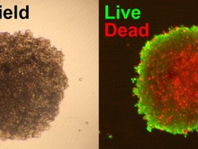 细胞活死鉴别方法—活/死细胞双染色试剂盒