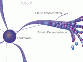 您不曾了解系列：微管蛋白tubulin染色（活细胞）