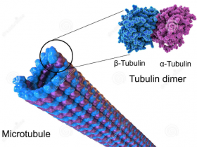 细胞骨架研究者的福利来了！Tubulin活细胞荧光探针看过来