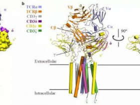 生物评论周报第94期：人T细胞受体-共受体复合物组装的结构基础