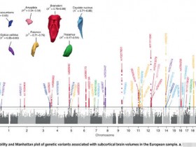 生物评论周报第102期：Nature Genetics：绘制皮层下大脑结构的遗传图谱