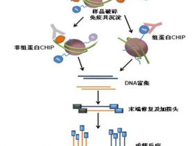蛋白-DNA互作三驾马车之染色质免疫沉淀ChIP技术