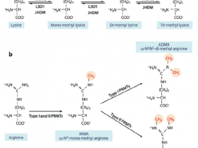表观遗传之组蛋白修饰—组蛋白甲基化、磷酸化