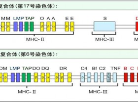 MHC Class I类五聚体--检测抗原特异性CD8 T细胞
