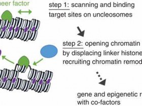 研究新发现：先锋转录因子蛋白助力细胞独特特性