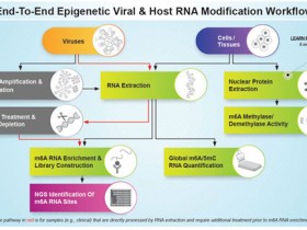 病毒RNA m6A甲基化研究丨定量检测、酶活性分析、抗体全方案