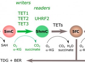 如何检测5hmc羟化酶TET的活性？来看看nature同款方案