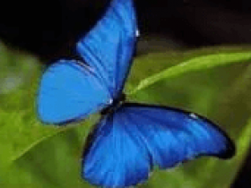 神奇的结构色——大蓝闪蝶、孔雀、蜂鸟...
