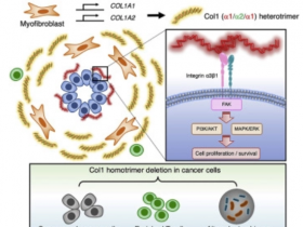 生物评论周报第217期：Cancer Cell胰腺癌细胞产生的I型胶原蛋白Col1同源三聚体具有促癌特性