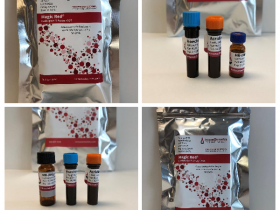 ImmunoChemistry 魔力红组织蛋白酶B活性分析试剂盒