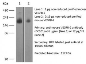 BioXCell热销产品体内单克隆抗体抗小鼠VEGFR-2解决方案