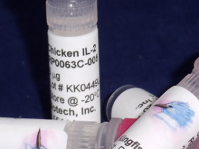 Kingfisher热销产品鸡IL-2重组蛋白RP0063C-100说明书