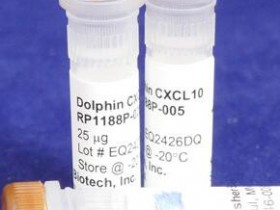 Kingfisher热销产品海豚CXCL10重组蛋白RP1188P-100说明书