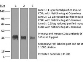 BioXCell 体内单克隆抗体抗小鼠CD8α（BXC-BE0117）说明书