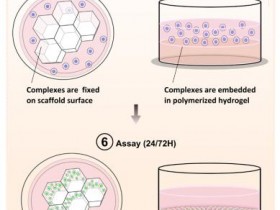 OZ Biosciences-3D细胞培养专用转染试剂，针对基质胶和水凝胶优化！