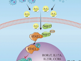 Cell Metabolism 细胞凋亡释放硫化氢来抑制Th17细胞分化
