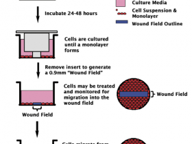 CytoSelect™创伤愈合实验试剂盒，专业用于细胞愈合相关试验测定
