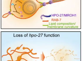Nature：HEAT重复蛋白HPO-27是一种溶酶体分裂因子