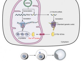 Cell Metabolism：由线粒体基因CYTB编码的新蛋白CYTB-187AA调节哺乳动物的早期发育。