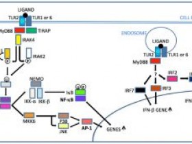Toll样受体研究工具推荐