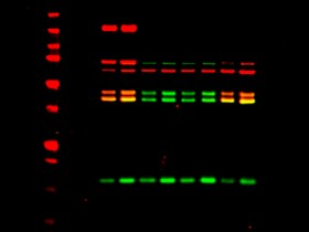 越来越流行的荧光免疫印迹(Fluorescent Western Blotting)