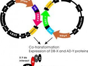 关于酵母双杂交系统你需要知道这些