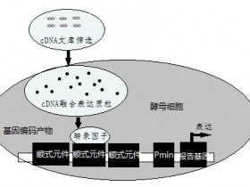 酵母双杂交技术的兄弟姐妹