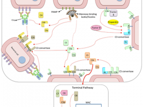 补体研究工具,你想要的都在这