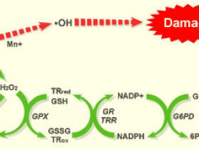 身体健康的指示灯——总抗氧化能力的检测