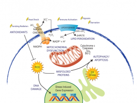 氧化损伤,如何寻找适合自己实验应用的生物标志物