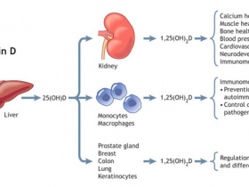 DIAsource:25-OH维生素D抗原+抗体解决方案