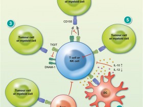 免疫检查点研究丨ProSci TIGIT抗体助力科研！