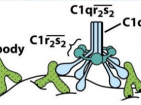 CompTech高纯人源补体C1, C1q, C1r, C1s蛋白,值得拥有