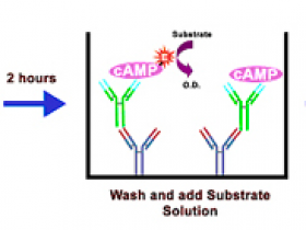 Cell Biolabs高灵敏度cAMP ELISA检测试剂盒（比色法）说明书