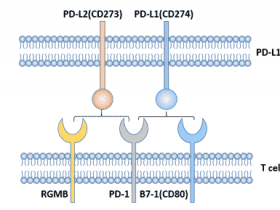 体内抗体PD-L1/InVivoMAb anti-mouse PD-L1