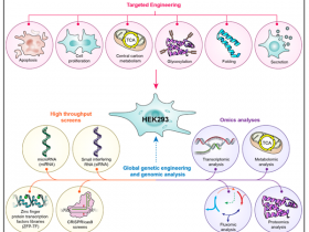 Biogradetech：HEK293F外泌体标准品生物学意义研究
