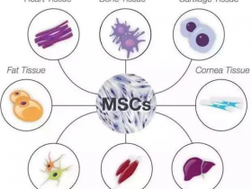 Biogradetech间充质干细胞（MSCs）外泌体标准品解决方案