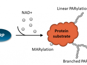 BPS Bioscience多聚ADP核糖聚合酶(PARP)解决方案
