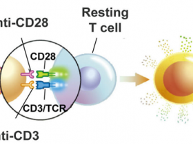 Biogradetech T细胞分选激活磁珠，T-Activator CD3/CD28 Beads实验步骤说明